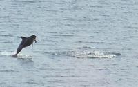 Schweinswale im Porsangerfjord