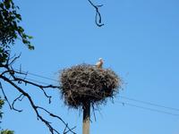 Störche in ihren Nestern am Straßenrand