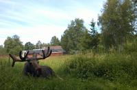 Elche gab es auch im Park