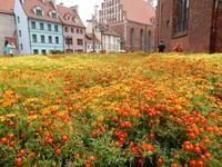 Blumenmeer vor dem Dom von Riga