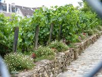 Montmartre- Weinberg