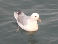 Walbeobachtung Hauganes - Dalvik - Rundreise Reisekombination Island und Grönland 