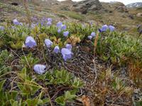 Grönland - Rundreise Reisekombination Island und Grönland 