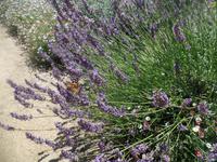 Schmetterlinge werden vom Lavendel angelockt