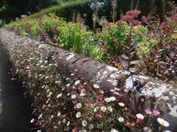 So schöne Mauerblümchen