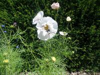 Hungrige Hummel auf Sark