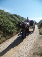 Typisch: Kutsche auf Sark