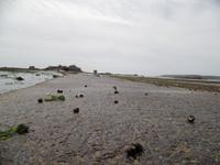 Schnecken auf dem Fußweg zum Elisabeth Castle auf Jersey