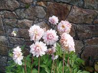 Blüten in Grey Gables