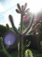 spannende Pflanzen auf Jersey