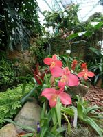 Blütenvielfalt in der Orchideensammlung