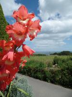 Blüten und Meerblick