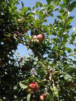 köstliche Äpfel - Samares Manor