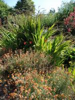 wild sieht es aus - Samares Manor