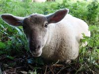 Schaf - Samares Manor