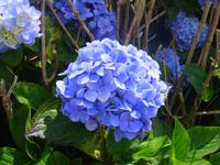 unsere stetigen Begleiter