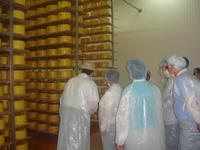 Besuch einer Käsefabrik