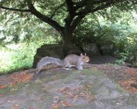 Die Grauhörnchen sind fast eine Plage
