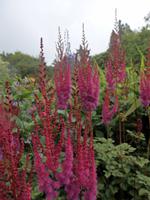 auf der Garinish Insel