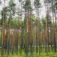 Moorwanderung im Nationalpark Lahemaa