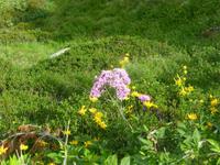 28 über Blumen