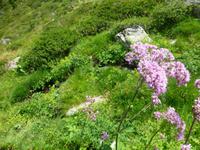 36 Blumen