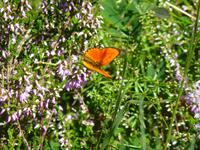 57 Schmetterling