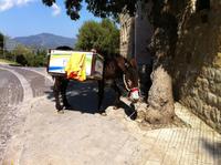 Müllesel in Castelbuono