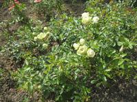 IMG_4429grüne Rose