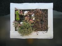 IMG_4463 Gewächse in Bildform