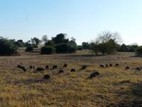 Im Chobe Nationalpark