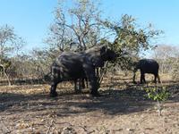 Im Chobe Nationalpark