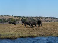 Fahrt auf dem Chobe
