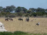 In der Savuit-Region