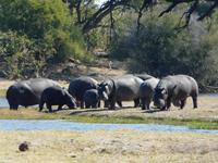 Auf Safari in der Savuti Region