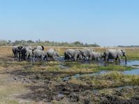 Auf Safari im Moremi Game Reservat