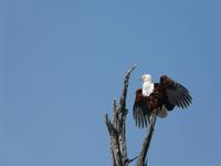 Auf Safari im Moremi Game Reservat