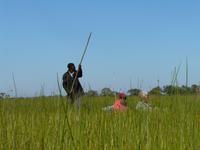 Mokoro-Fahrt auf einem Nebenarm des Okavangos