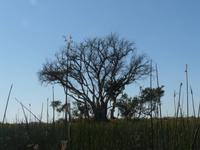 Mokoro-Fahrt auf einem Nebenarm des Okavangos