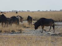 In den Makgadikgadi Salzpfannen