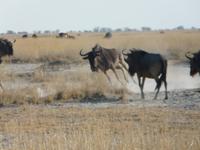 In den Makgadikgadi Salzpfannen
