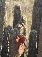 In den Makgadikgadi Salzpfannen