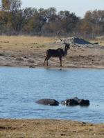 Im Hwange Nationalpark