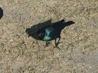 Im Hwange Nationalpark