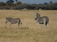 Im Hwange Nationalpark
