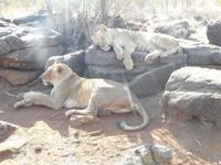 Spaziergang mit den Löwen