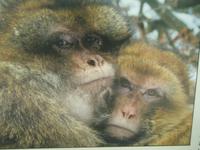 45_Salem_Affenberg_3