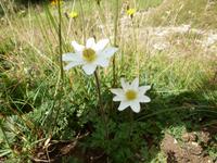 Alpen-Küchenschelle