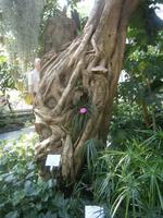 Stamm des Ficus