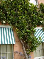 Die Magnolien blühen am Killerton House